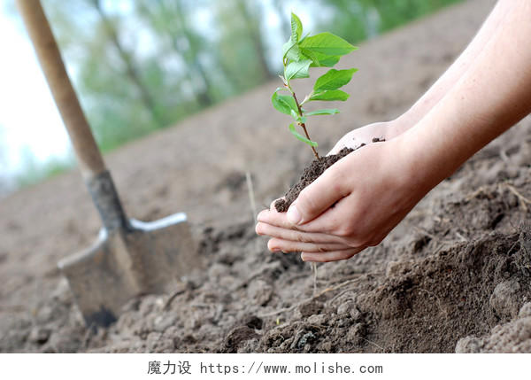 种植种植物手捧植物土壤土地铁锹铲子园艺312植树节